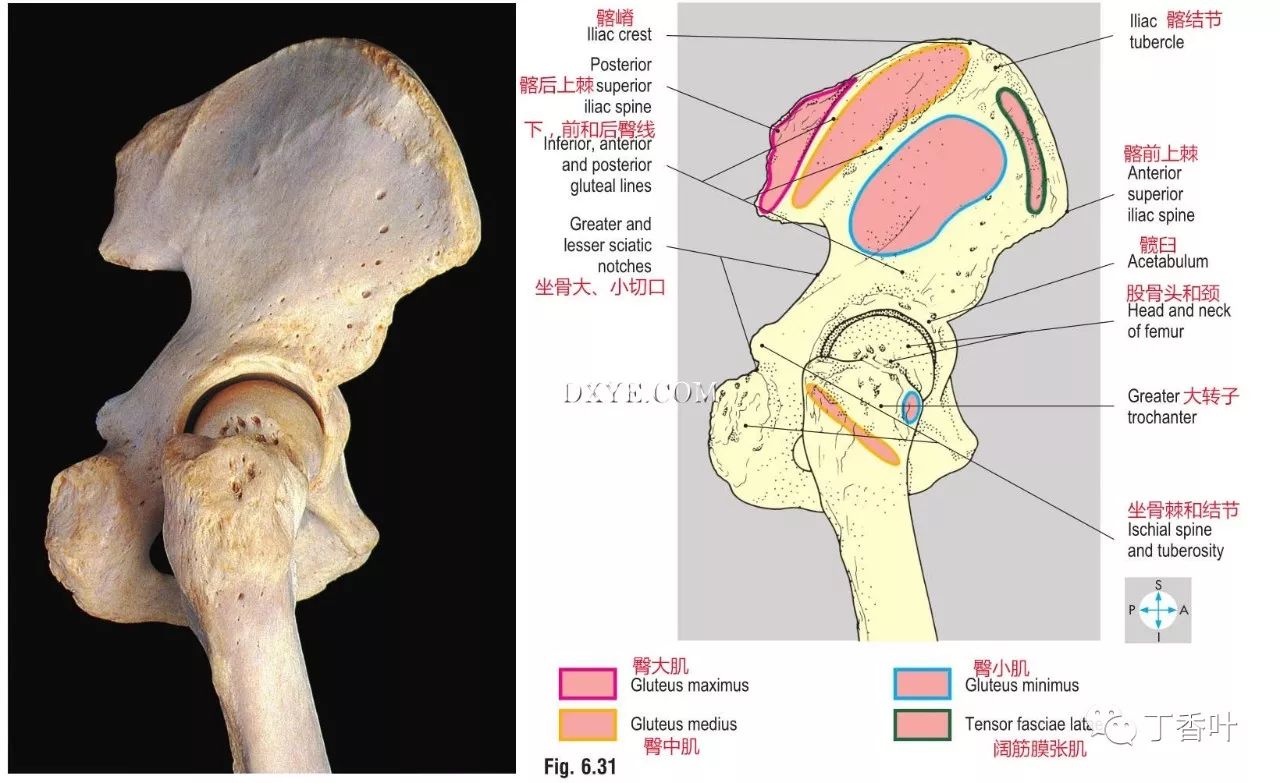 31 臀肌与髂骨及大转子的连接.