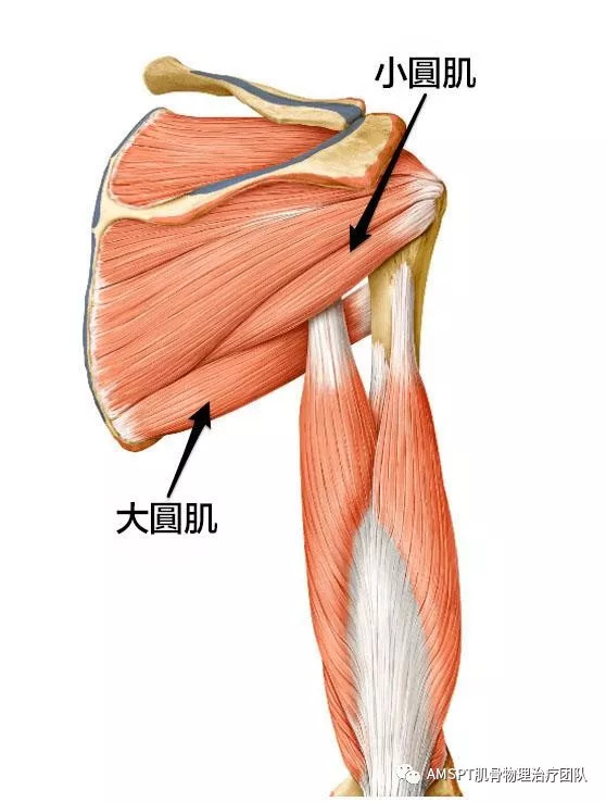 神经支配:腋神经 肩胛下肌subscapularis 起点:肩胛下窝 止点:肱骨小