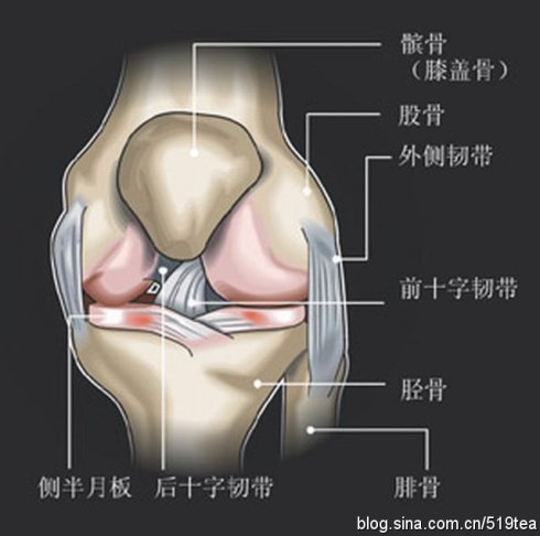 膝关节解剖及穴位按摩