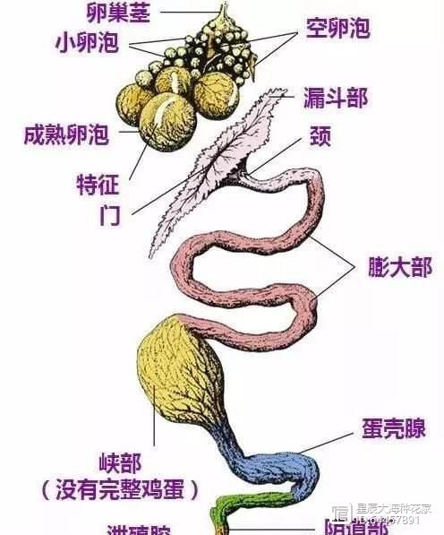 在排卵前7天时母鸡的雌激素会导致鸡肝脏中形成的卵黄蛋白质输送至