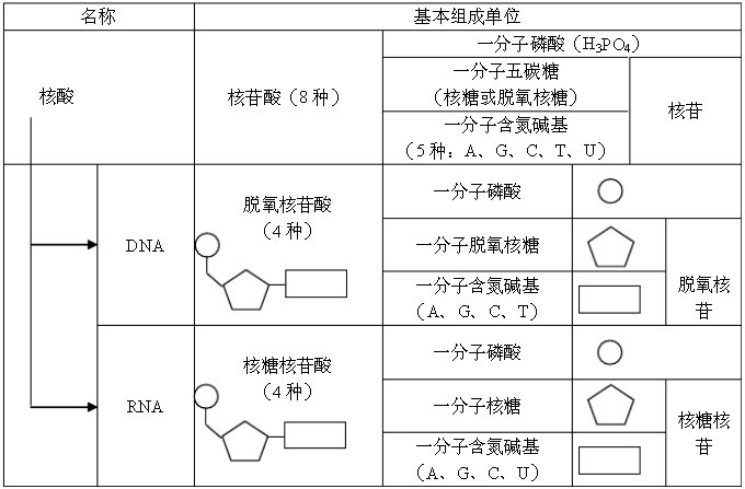 1.7核酸的基本组成单位