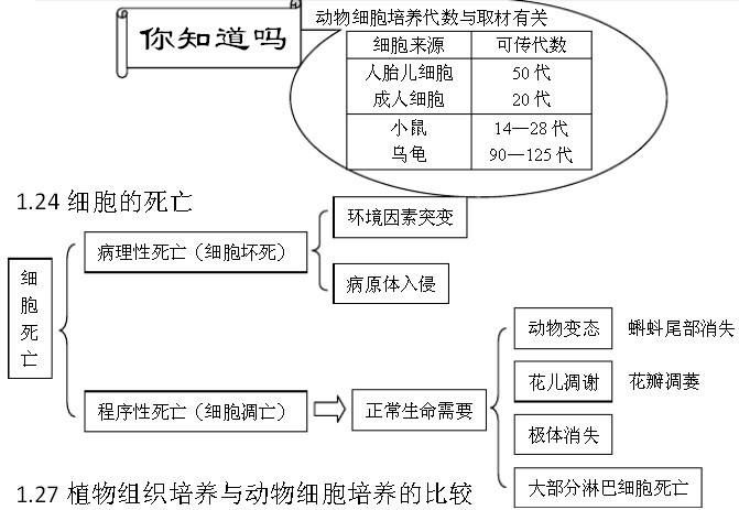 18已分化细胞的特点  1.