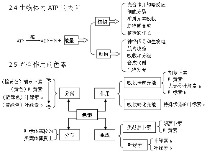 意义   各种反应序列形成细胞的代谢网络,使物质代谢和能量代谢沿着