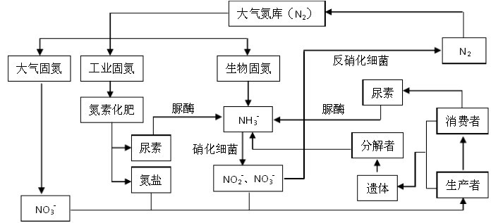 19三类微生物在自然界氮循环中的作用Ⅱ  动物与微生物代谢部分:三大