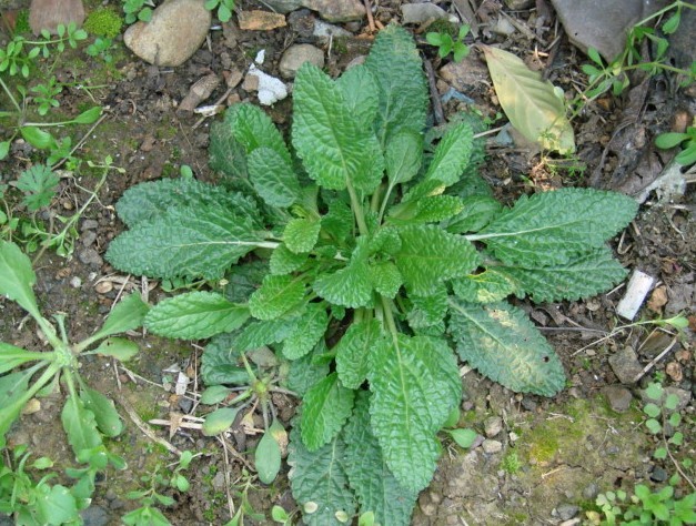 民间草药品荔枝草