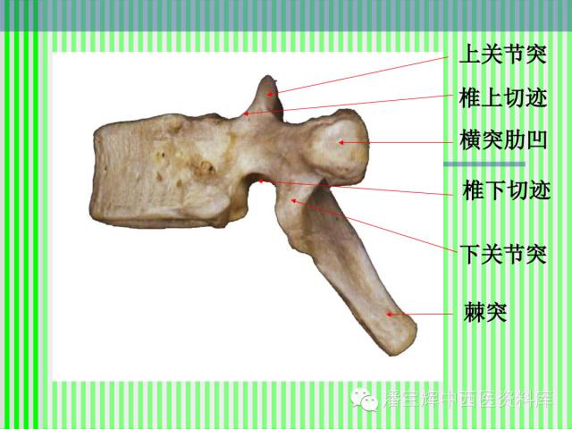 脊柱解剖图(颈胸腰椎) 内容详细图文并茂