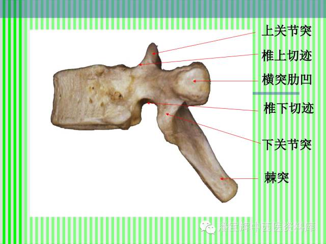 脊柱解剖图(颈胸腰椎) 内容详细图文并茂[好网角文章