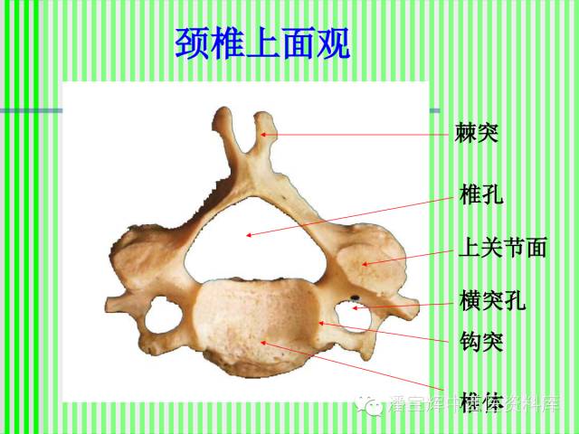 脊柱解剖图(颈胸腰椎 内容详细图文并茂