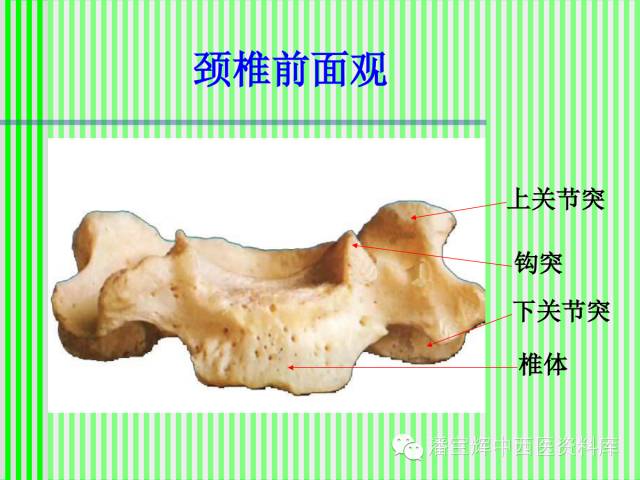 脊柱解剖图(颈胸腰椎) 内容详细图文并茂[好网角文章