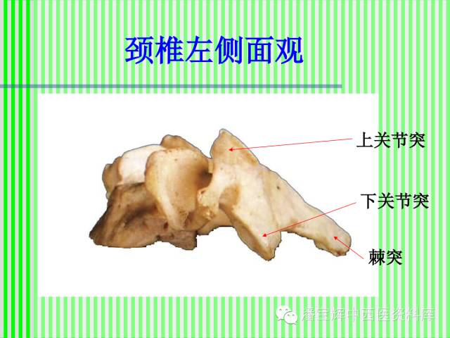 脊柱解剖图(颈胸腰椎) 内容详细图文并茂[好网角文章收藏]