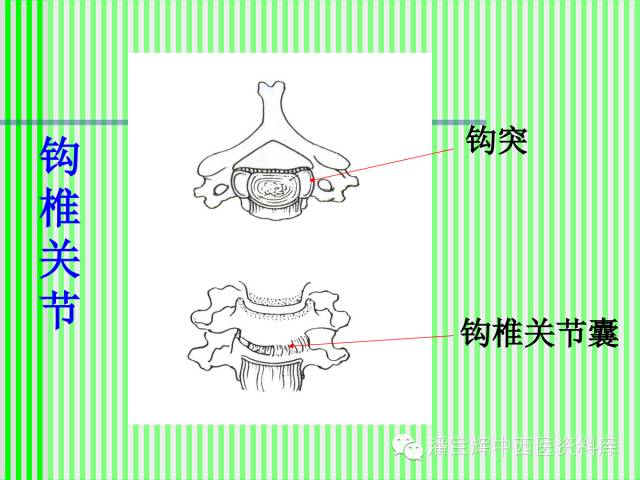 脊柱解剖图(颈胸腰椎 内容详细图文并茂