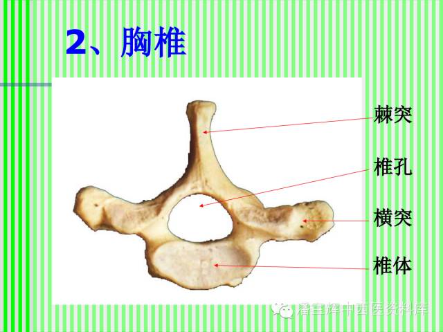 脊柱解剖图(颈胸腰椎) 内容详细图文并茂[好网角文章收藏]