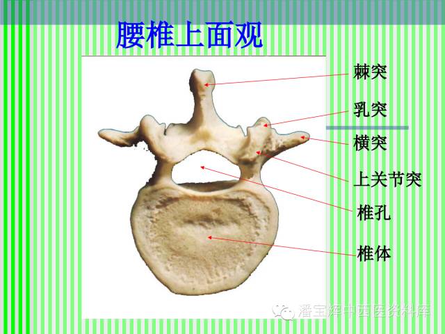 脊柱解剖图(颈胸腰椎) 内容详细图文并茂