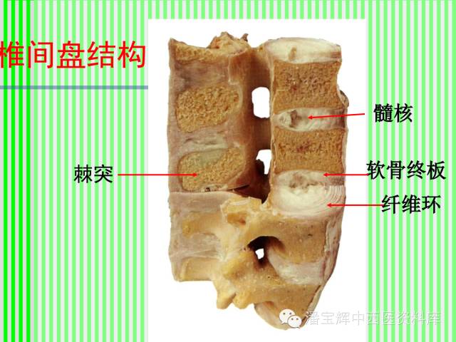 脊柱解剖图(颈胸腰椎) 内容详细图文并茂