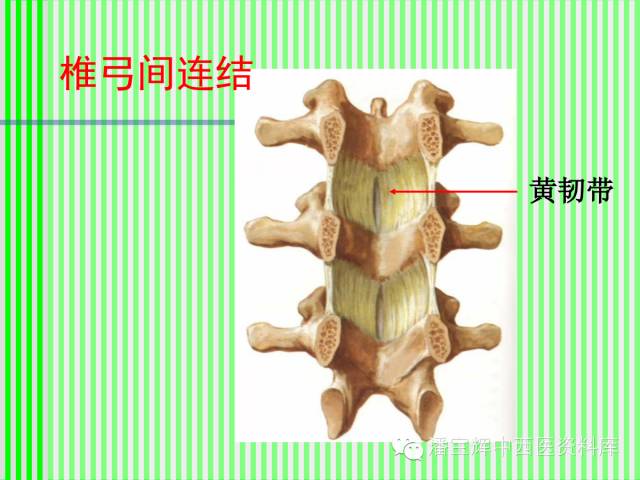 脊柱解剖图(颈胸腰椎) 内容详细图文并茂