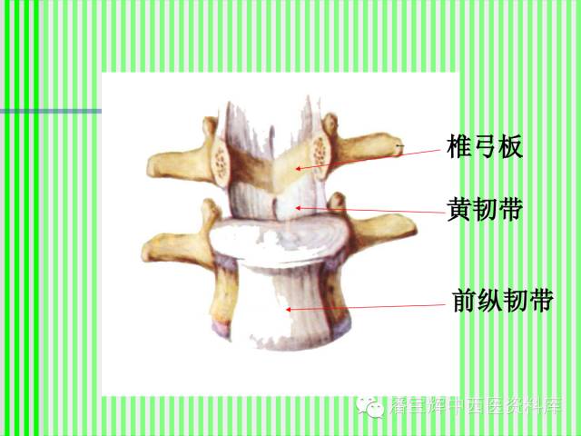 脊柱解剖图(颈胸腰椎) 内容详细图文并茂