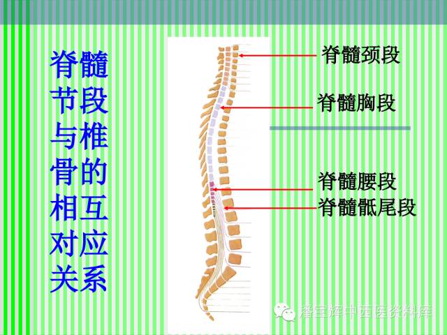 脊柱解剖图(颈胸腰椎) 内容详细图文并茂[好网角文章