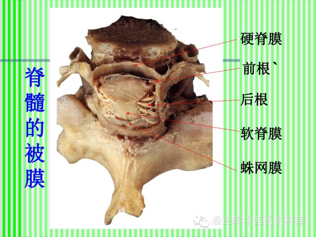 脊柱解剖图(颈胸腰椎) 内容详细图文并茂