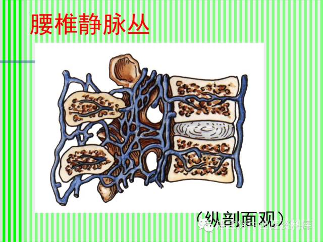 脊柱解剖图(颈胸腰椎) 内容详细图文并茂