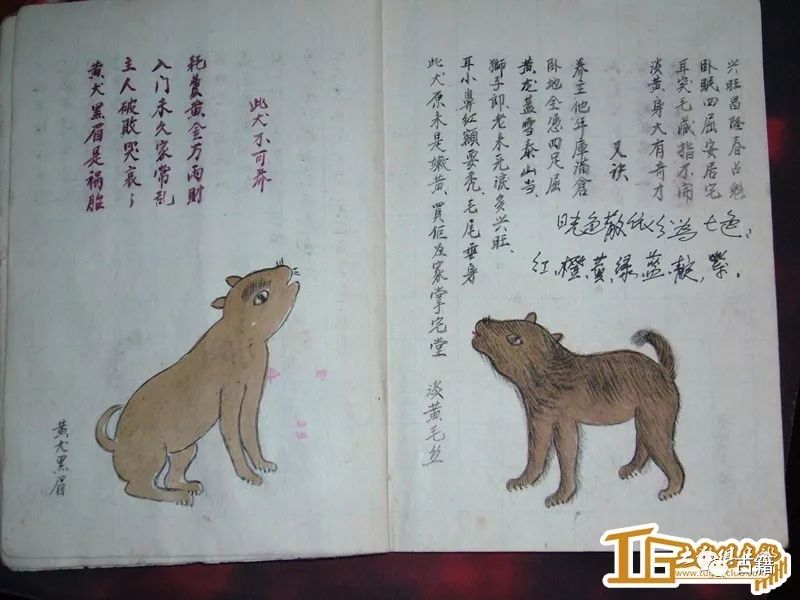 古籍《相犬大全》全本,让你大开眼界!