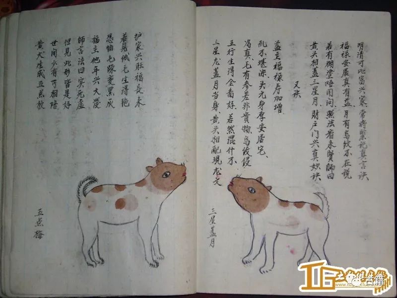 古籍《相犬大全》全本,让你大开眼界![好网角文章收藏]