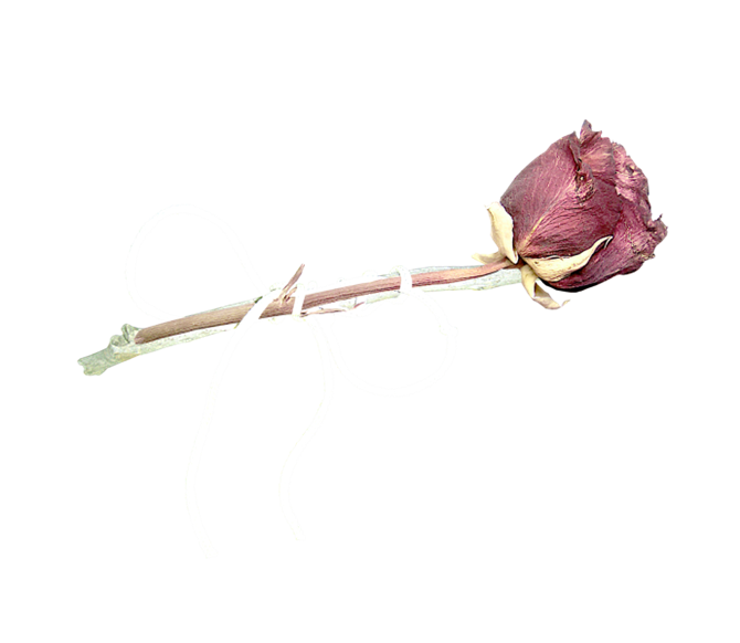 分割线 朋友的祝福 图文欣赏 历史趣闻 背景素材 flash素材 png免抠图