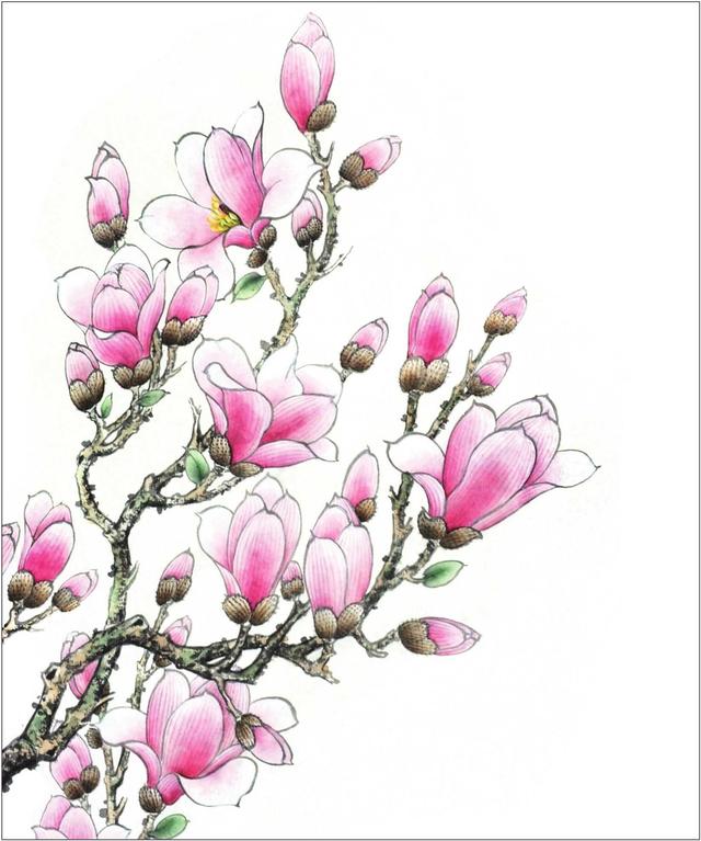 玉兰花的工笔画法分步骤讲解玉兰花工笔画画法简单易学