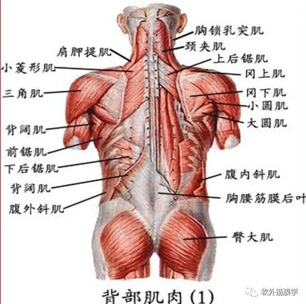 人体的肌肉按部位可分为躯干肌,上肢肌,下肢肌和头颈肌.