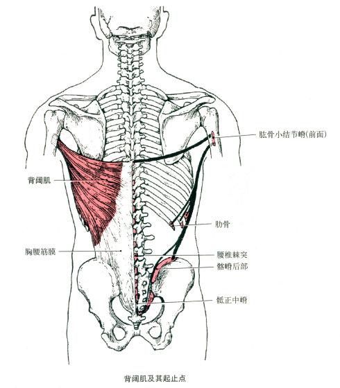 「干货」人体解剖全集 (上)