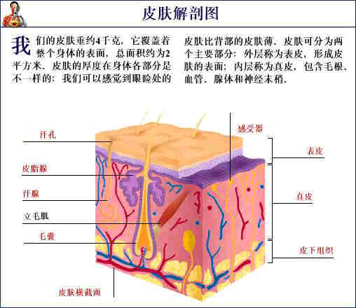 人体解剖大全图