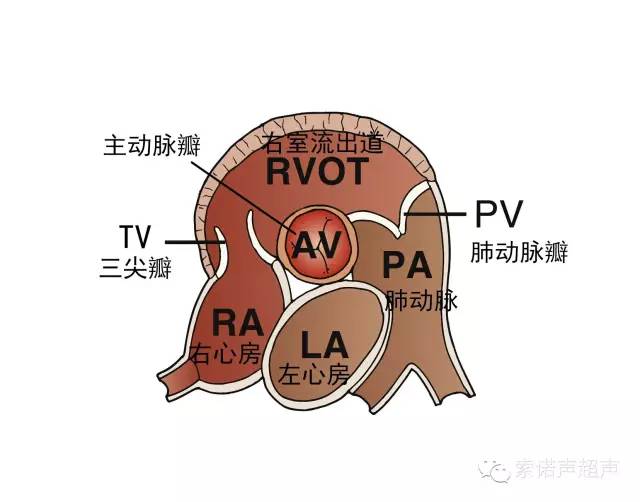 心脏超声标准切面