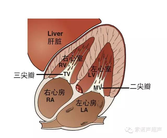 心脏超声标准切面