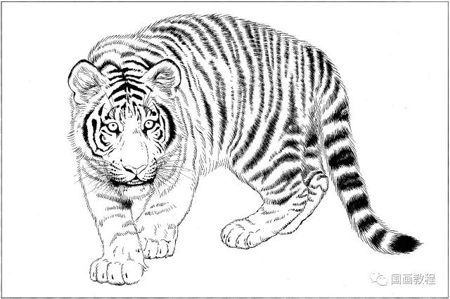 100幅老虎,马等各种动物的白描合集
