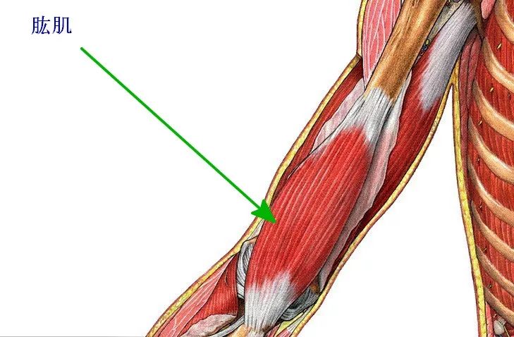 肱肌—肱肌是最重要的屈肘肌.肱二头肌的功能可由这一肌肉替代.