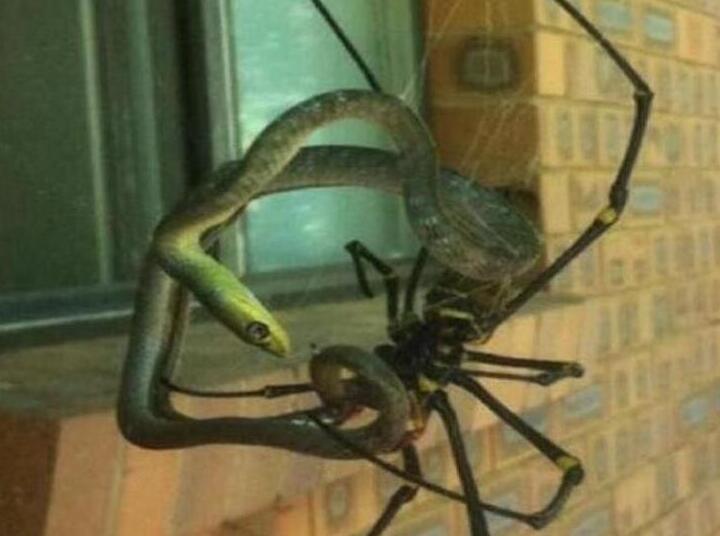 巨型蜘蛛利用蜘蛛网捕食了一条毒蛇.
