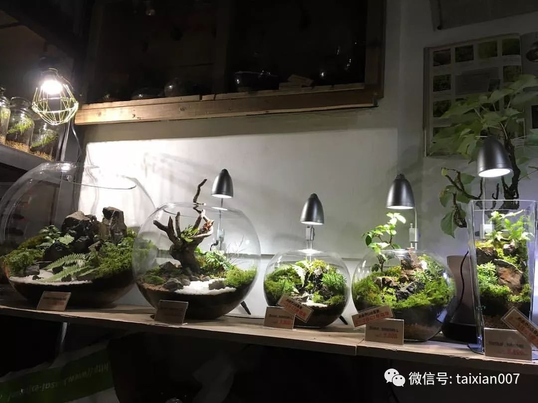 世界顶级苔藓微景观造景,学了就是自己的!