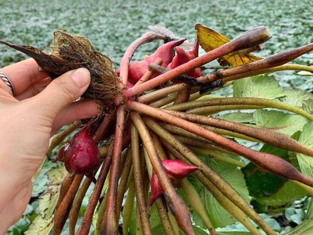 66种野菜大全,再不挖点尝尝,下个月就老了!