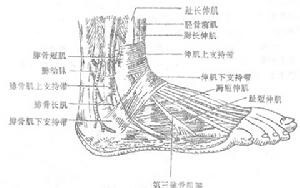 屈(四)第三腓骨肌peroneustertius趾长伸肌在踝部有时分出一个肌腱止