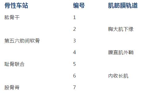 康复技术人体12条筋膜链解析及具体手法操作