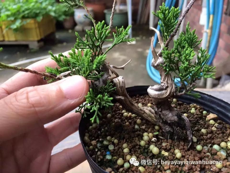 【盆景一看就懂13】盆树指数级增长的方法 扦插