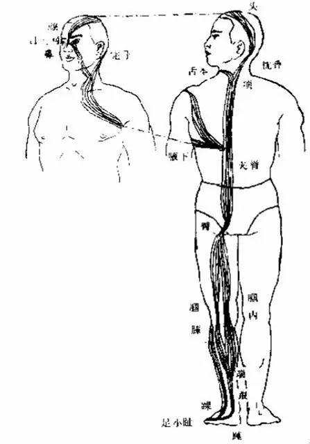 十二经筋【图文版】