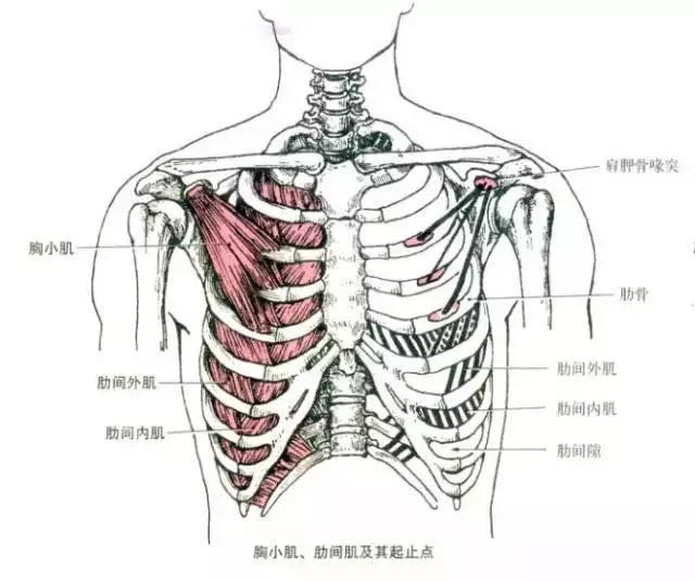 胸小肌多紧张,拉长菱形肌;另外胸小肌紧张易卡压臂丛神经和锁骨下动