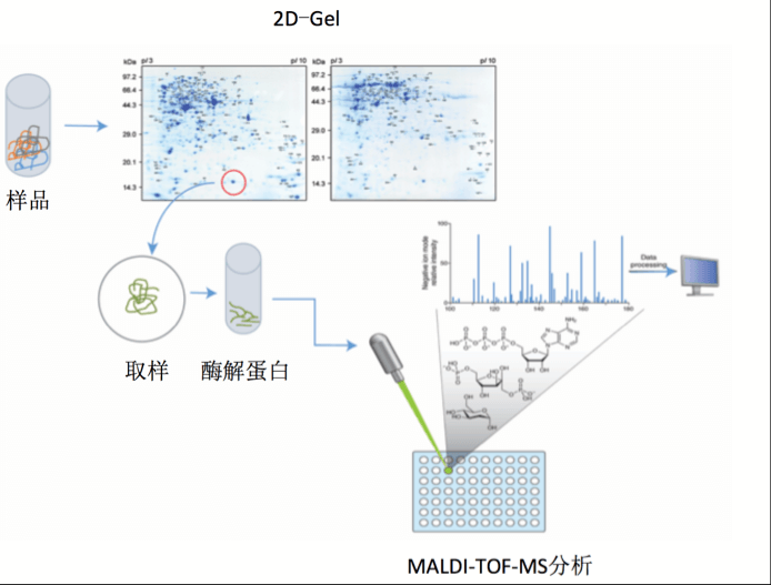 maldi-tof质谱分析一般流程(来源:百泰派克生物科技)