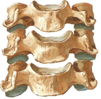 此关节和相邻的椎体部分构成椎间孔的前壁,而其侧方与动脉毗邻
