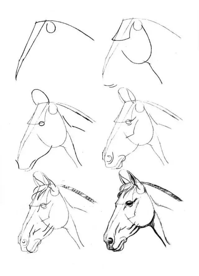 简笔画教程,50个马的画法