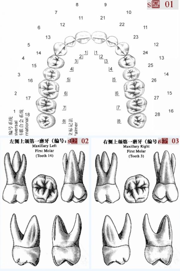 成人恒牙有28~32颗(如图01),第一磨牙,它是体积最大,牙根和根管解剖