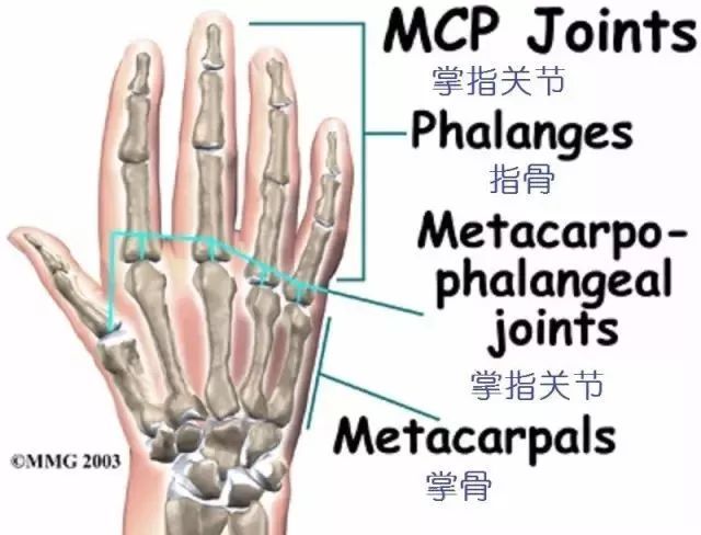 图文并茂 | 详细的手部解剖