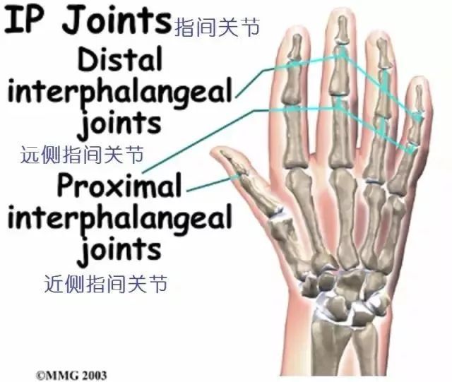 图文并茂详细的手部解剖