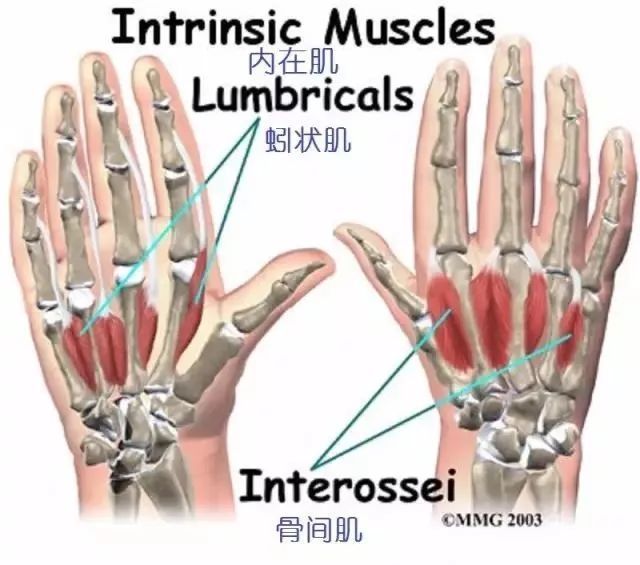 图文并茂详细的手部解剖