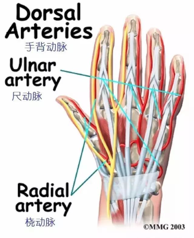图文并茂详细的手部解剖